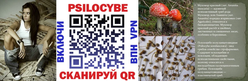 Галлюциногенные грибы Cubensis  Бронницы 